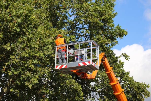 Why Choose Our Tree Removal Services in Evansville, IN?